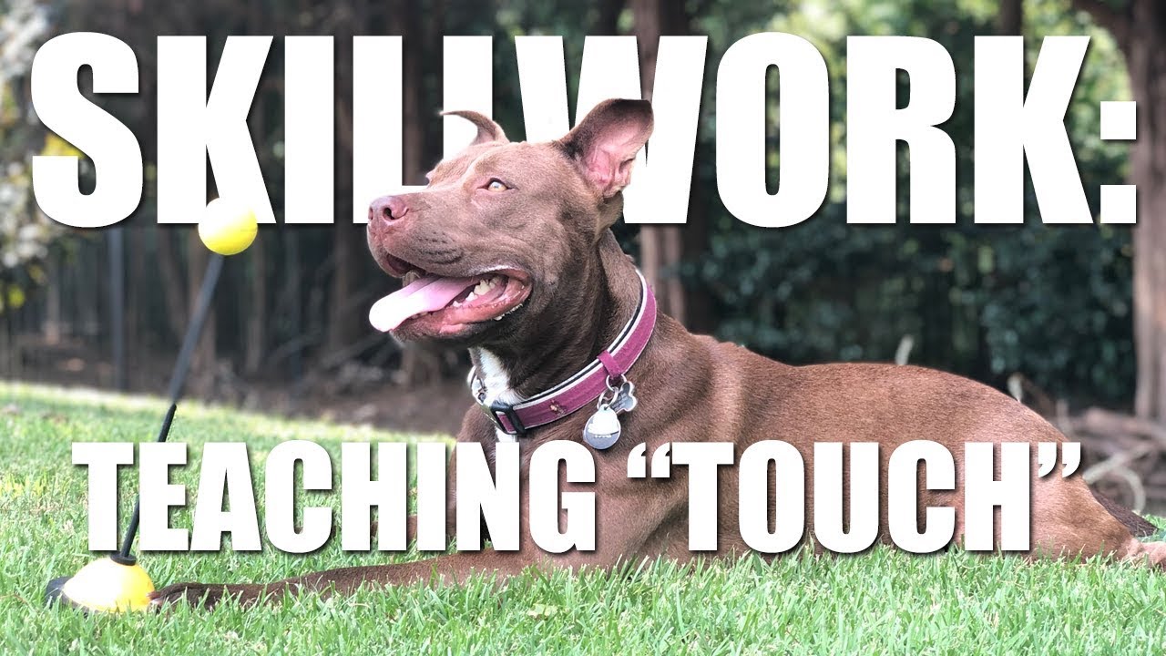 Skillwork: Teaching Your Dog 