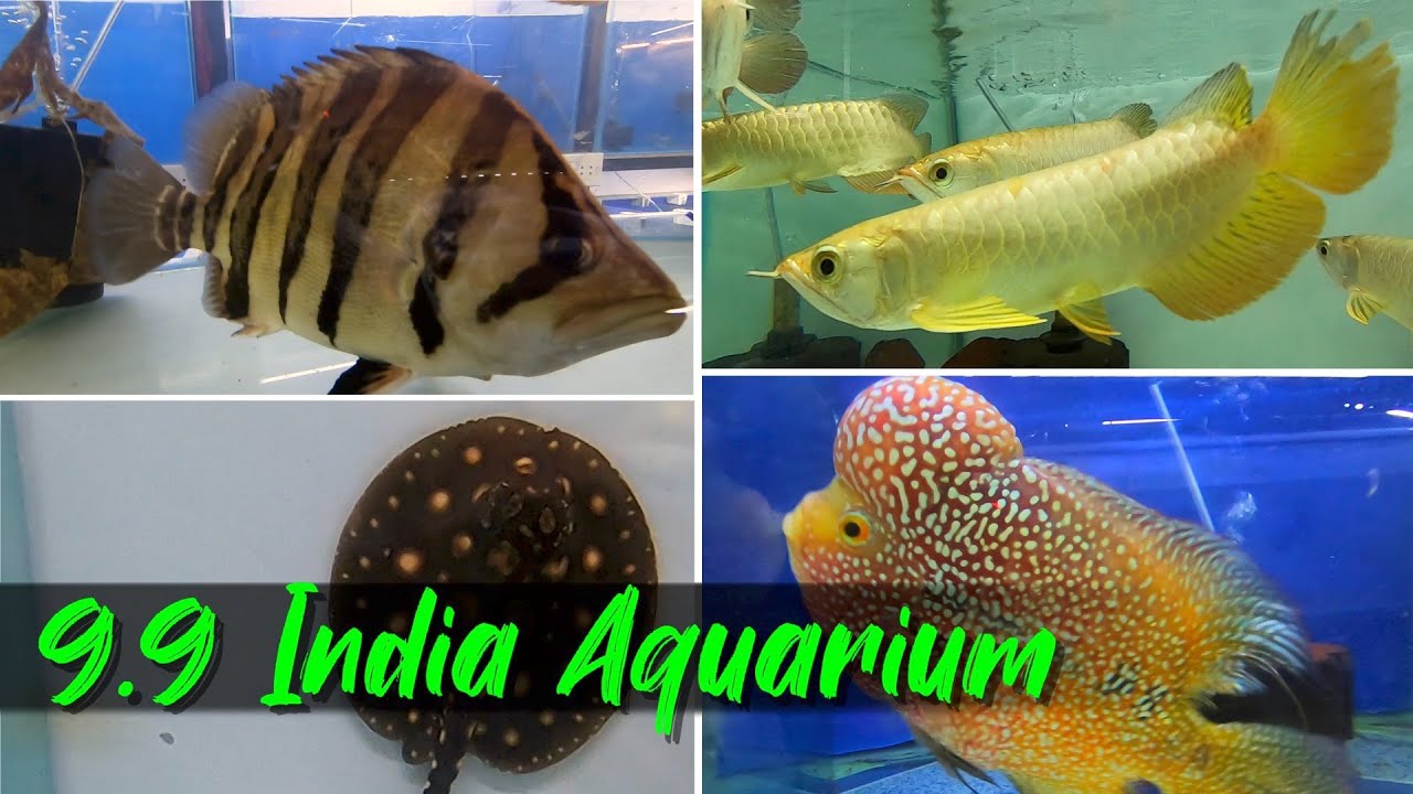 Exotic Fish Prices at 9.9 India Aquarium Shop in Mumbai