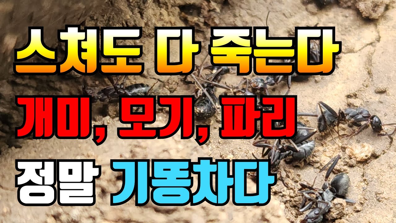 모기 개미 파리 바퀴벌레 이제 걱정할 필요없다. 스치기만 해도 모두 박멸! 정말 기똥찹니다.