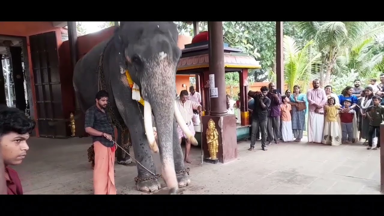 തിരുഃ നാവായിക്കുളം ശ്രീ ശങ്കരനാരായണ സ്വാമിയുടെ         മാനസപുത്രൻ ദേവനാരായണന്. ഗജപൂജയും ആനയയൂട്ടും