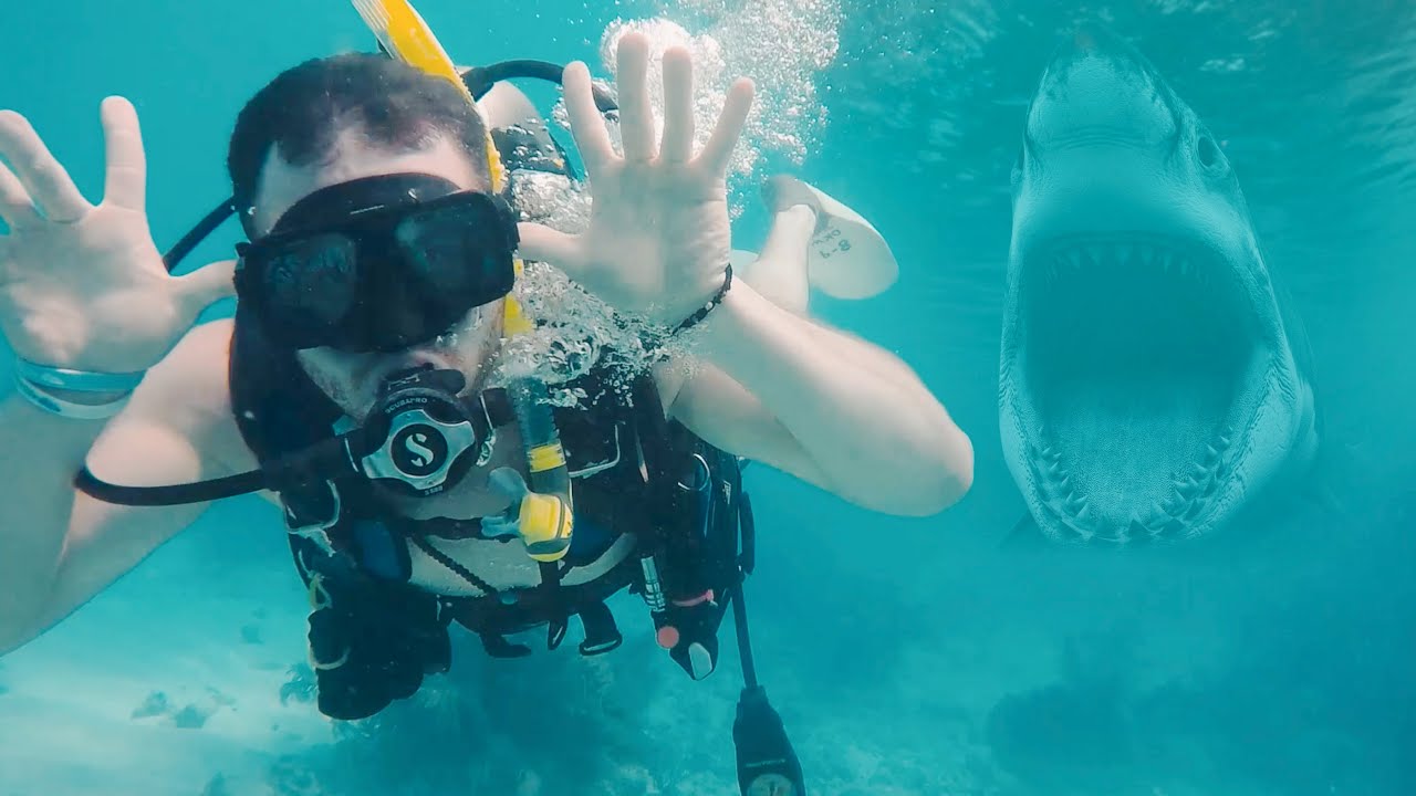 Diving with Sharks in the Keys - Great American Road Trip (Day 51)