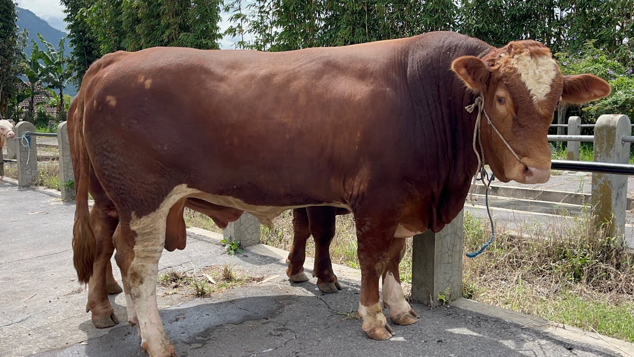 SAPI JUMBO DI PASAR GRABAG MAGELANG 