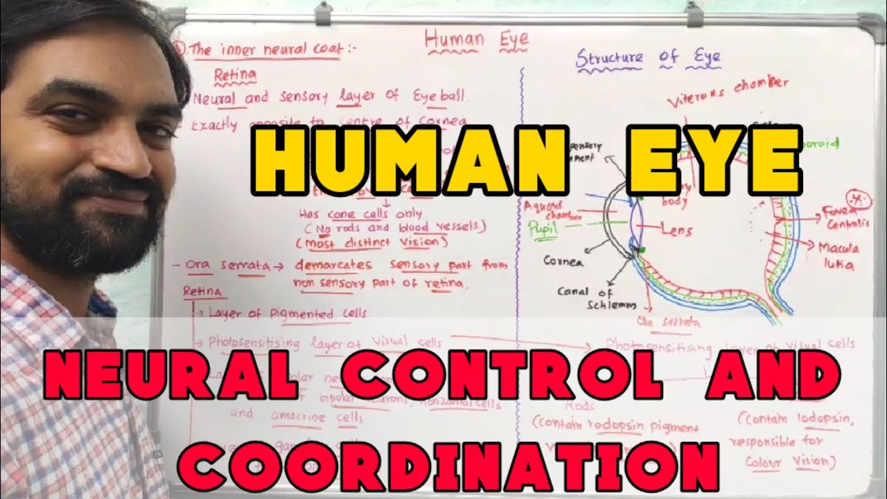 Human eye | Neural control and coordination