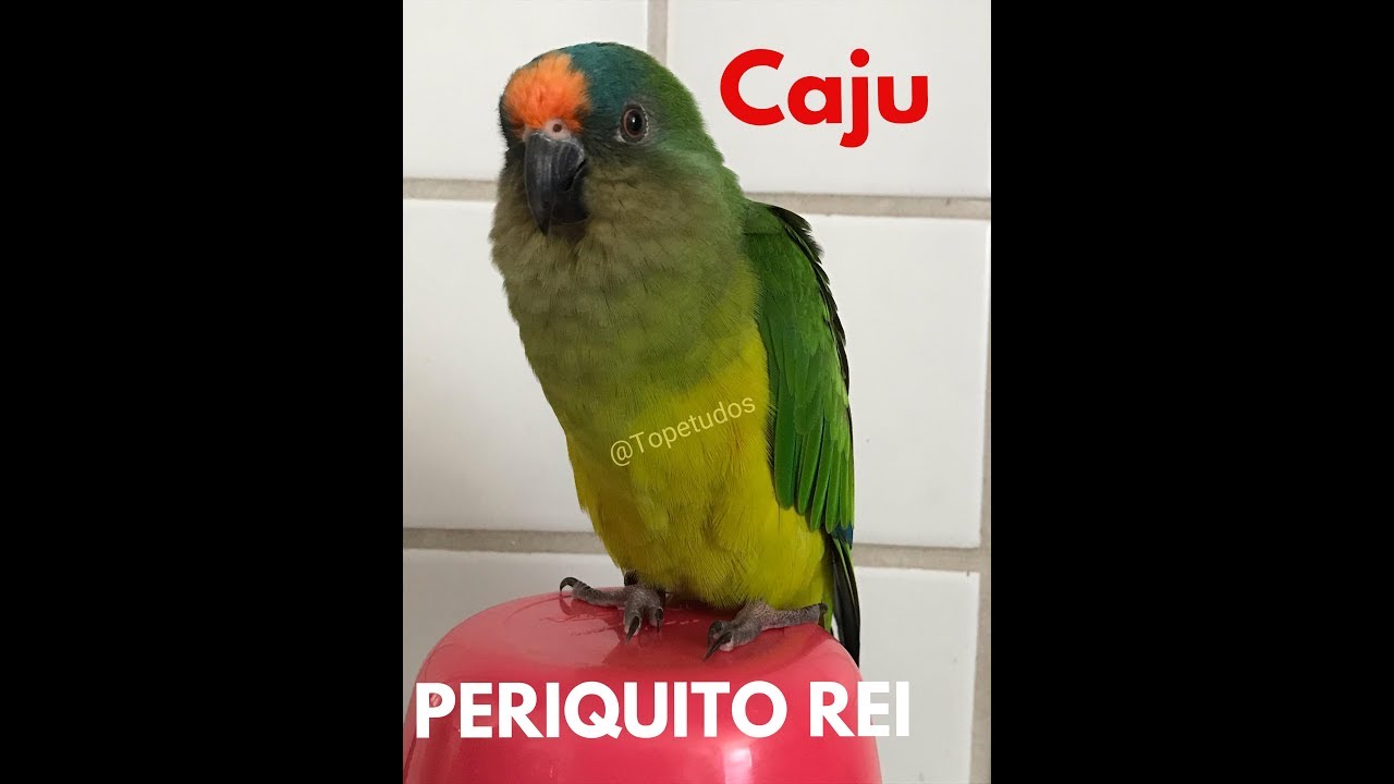 A VOCALIZA&Ccedil;&Atilde;O DO PERIQUITO REI - CAJU CONVERSANDO💚