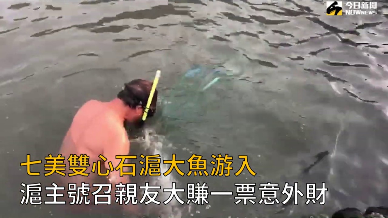 澎雙心石滬游進200隻雙帶鰺　漁民意外發大財