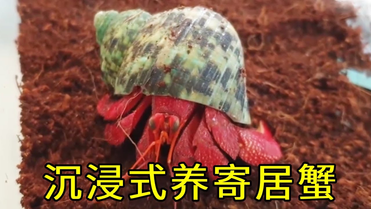 沉浸式养寄居蟹，做个小实验，准备一些塑料盖他们会住里面吗？【天野侠】