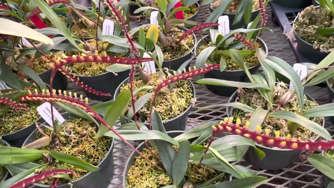 OrchidWeb - Bulbophyllum falcatum ‘Standing Tall’ AM/AOS