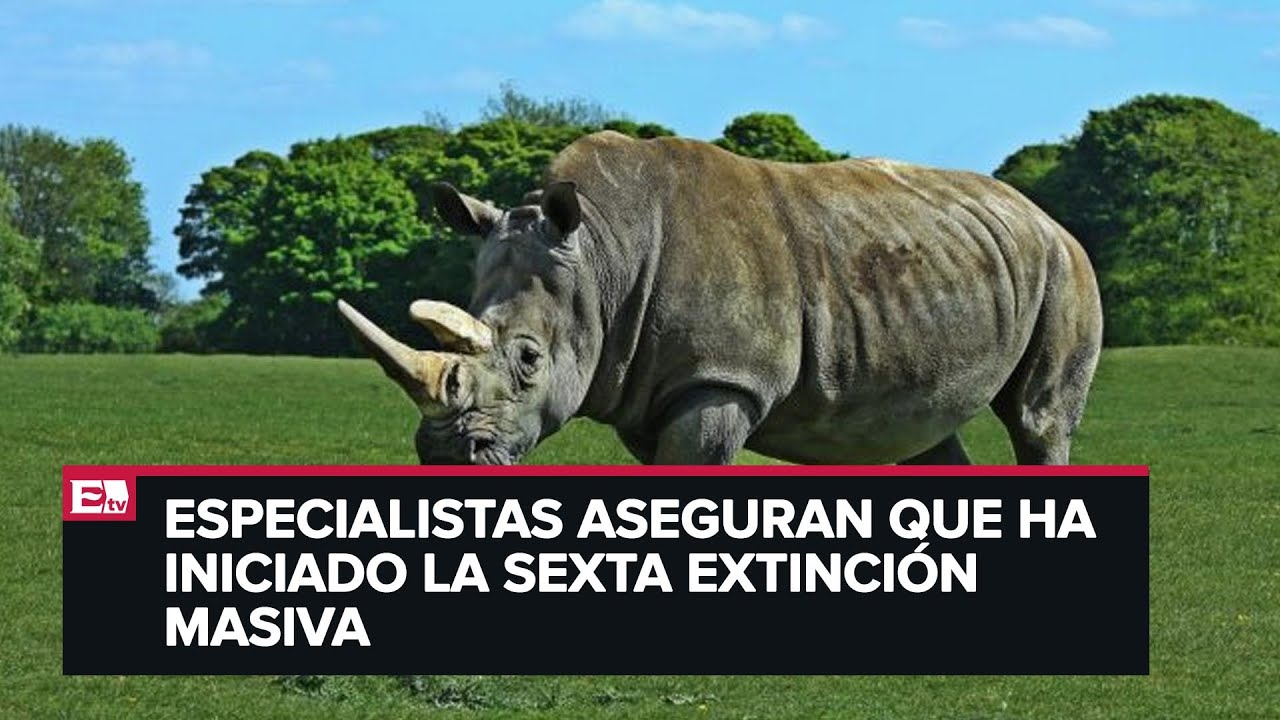 Cambio Climático: Animales en peligro de extinción