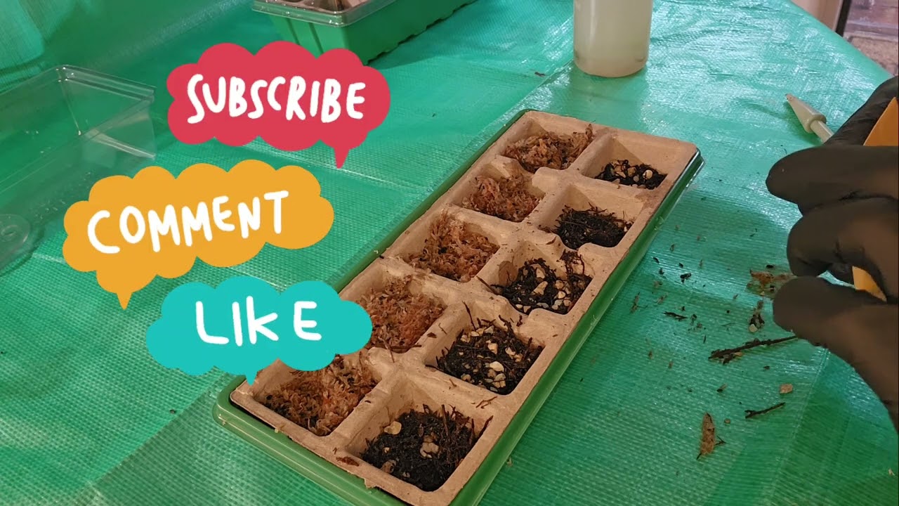 Growing Hoya from Seed #hoya #seedlings #planttherapy