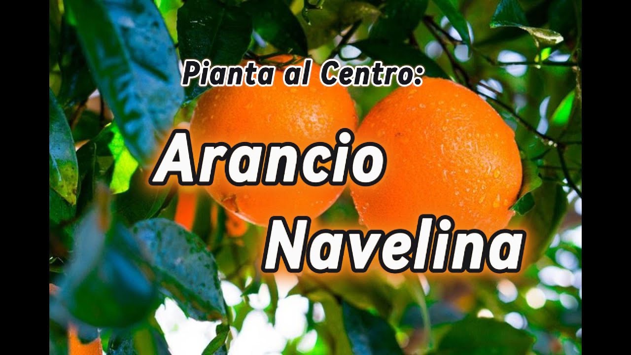 Arancio Navelina - Resiste al freddo, Dolce, Precoce, approfondiamo questa varietà