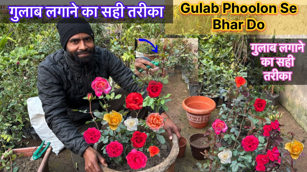 गुलाब का पौधा इस तरह से लगाओ 12 महीने फूल आएंगे। Healthy Rose Plant Tips