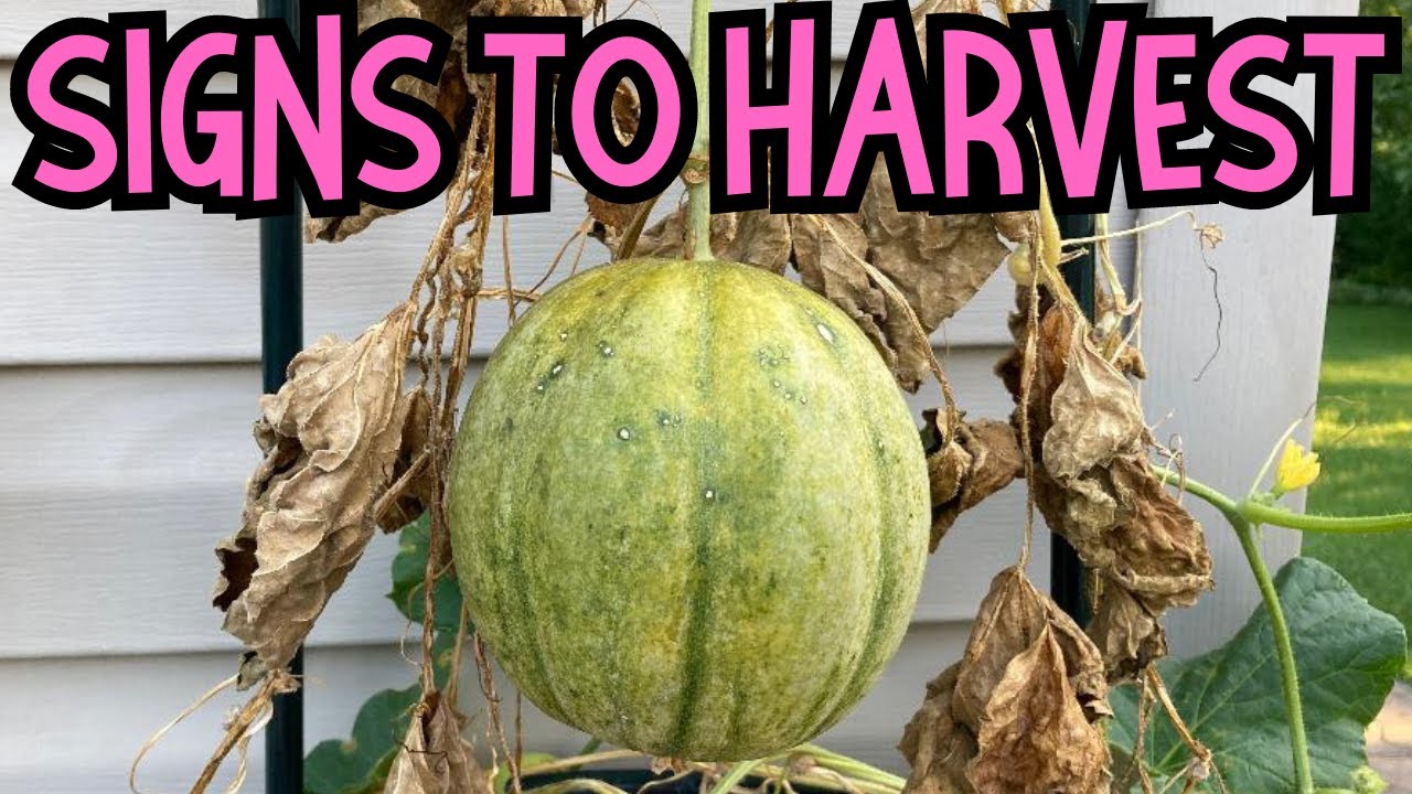Vertical gardening: When to harvest Cantaloupes and what are the signs? #cantaloupe #melon #garden