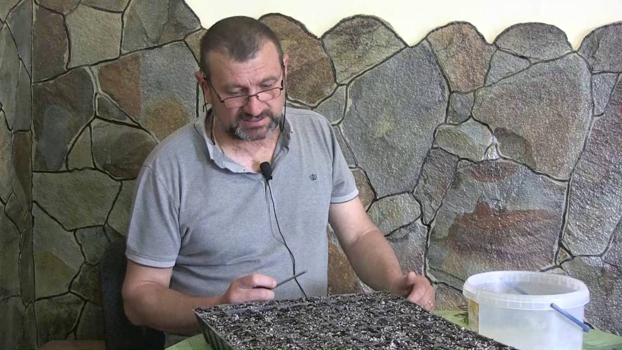 Черенкування туї смарагд від Петровича