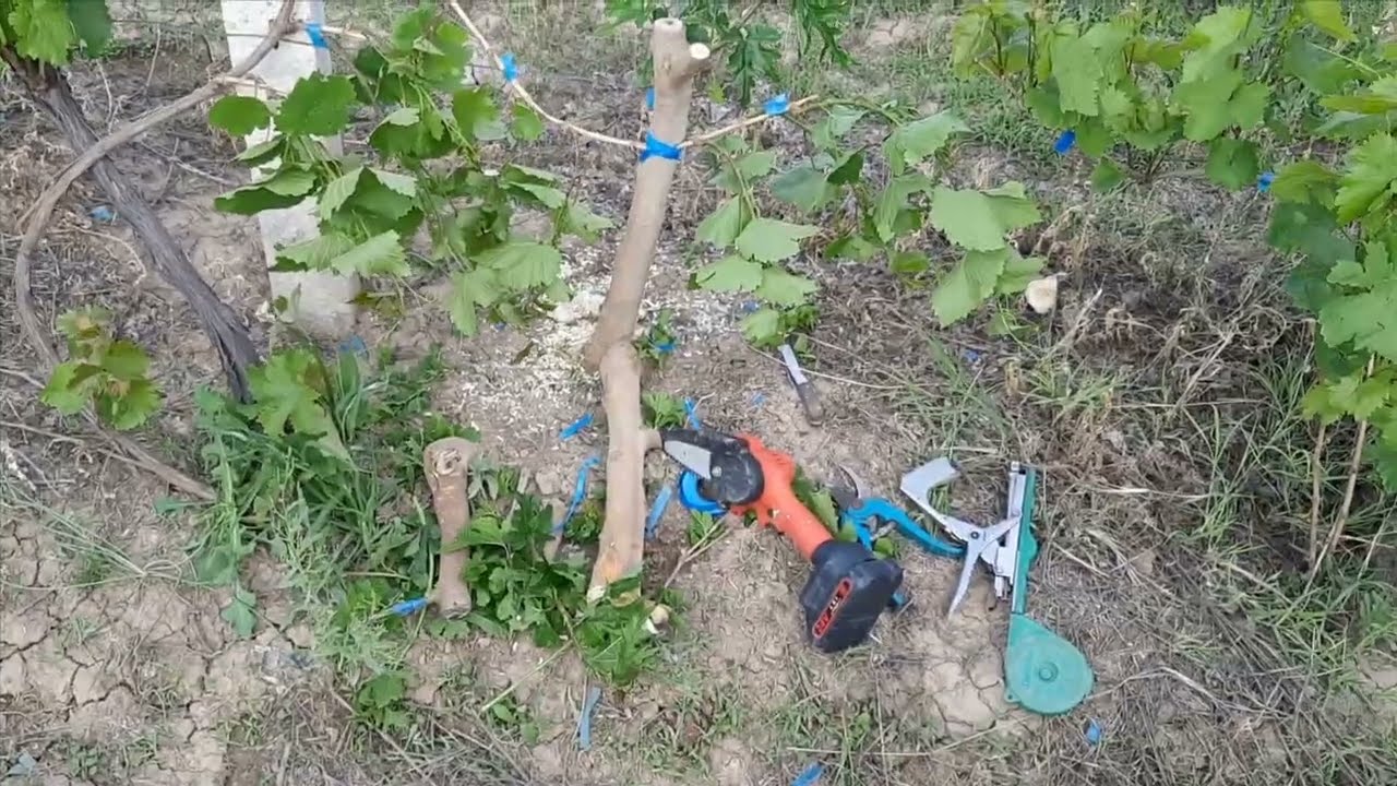 ПРИВИВКА ВИНОГРАДА НА ШЕЛКОВИЦУ. ПОПЫТКА НОМЕР 2