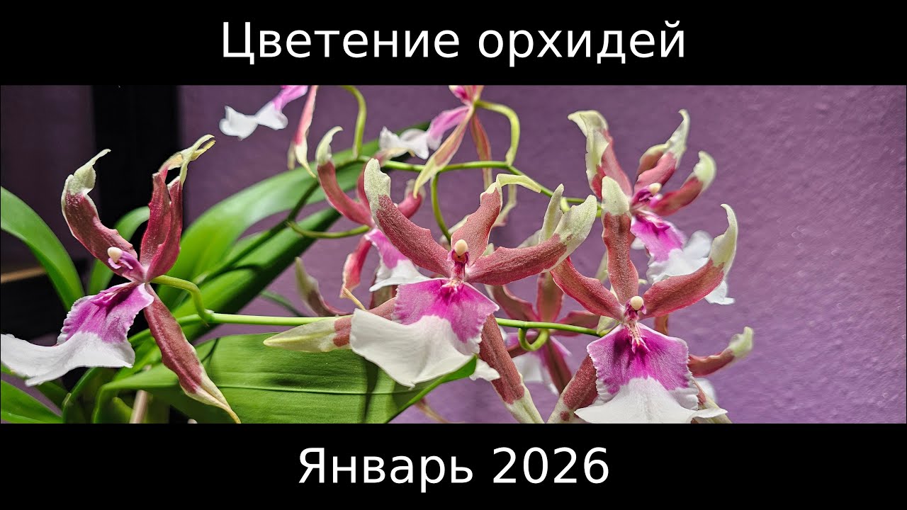 Цветение моих орхидей в январе 2026 года