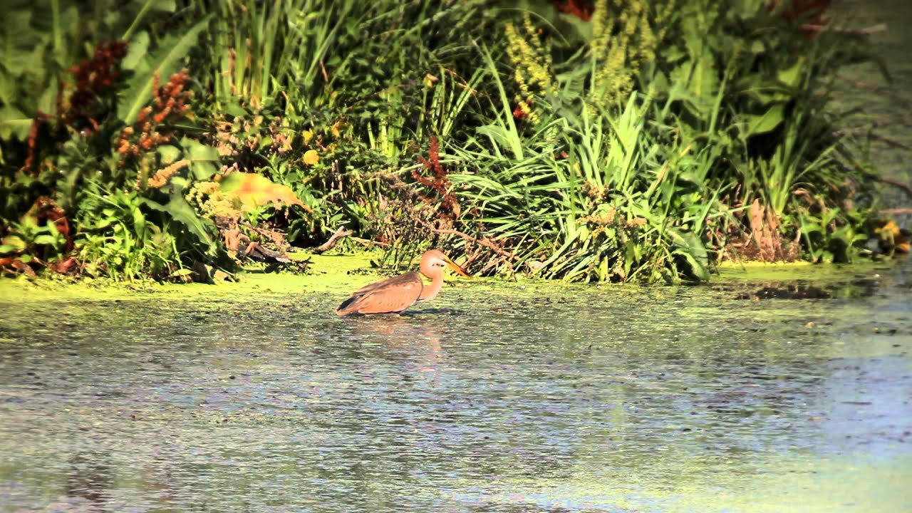 Bilychi Forest: Swamp Lake