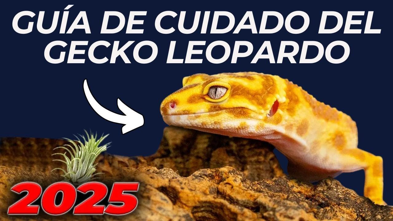 Guía Completa de Cuidado del Gecko Leopardo 2025