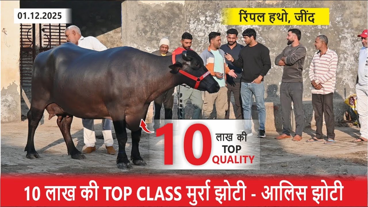 10 लाख की TOP CLASS मुर्रा झोटी - आलिस झोटी || RIMPAL HATHO, JIND