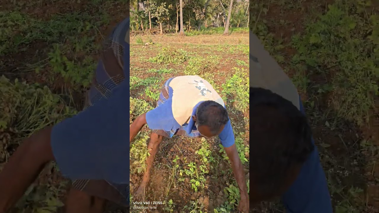 ஏம்பா உங்களுக்கு லைக்கும் வரல வியூஸ் போல ஏன் சும்மா வீடியோ போடுறிங்க#அக்ரிகல்ச்சர் #youtube 🌱🥔🙏