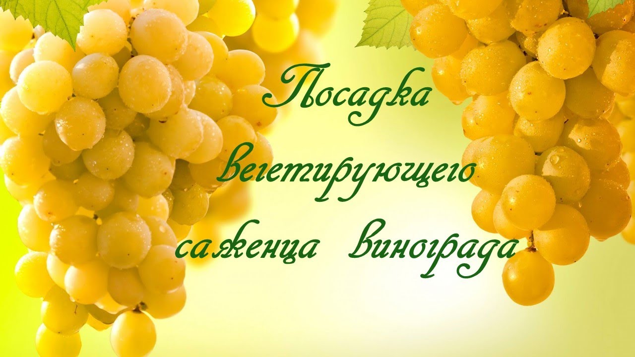 Посадка вегетирующего саженца винограда