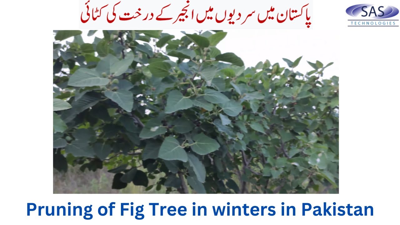 Pruning of Fig Tree in winters in Pakistan
