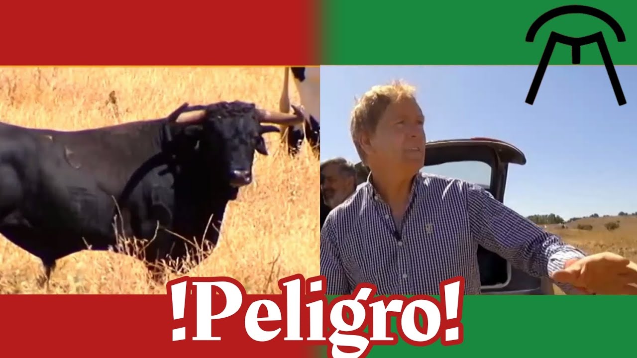 TOROS DE CEBADA GAGO| EL SEMENTAL SIN VACAS