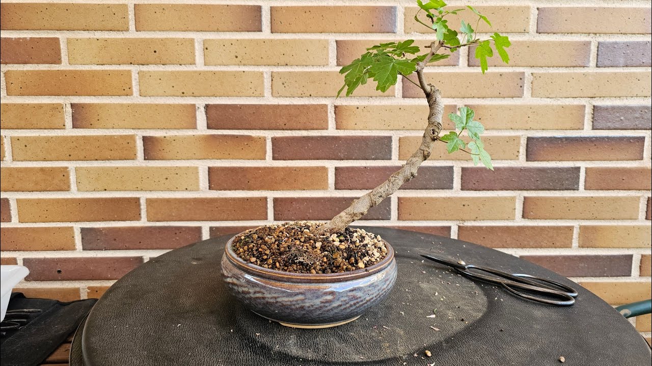 Un arbol poco querido en Bonsai - Arce Campestre - Pinzado (15/04/2023)