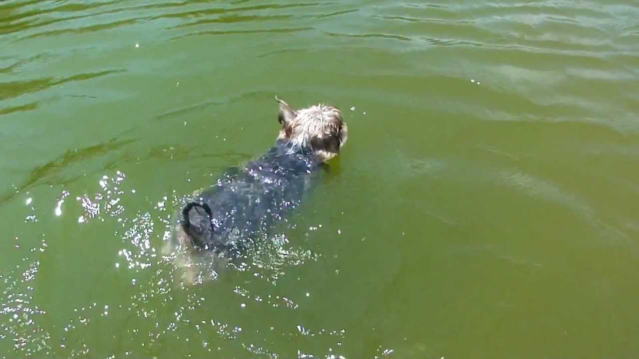 Fastest swimming yorkie dog