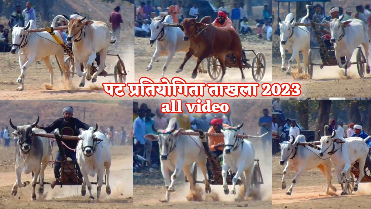 खतरनाक बैलगाड़ा शरियत 🔥 | सबसे तेज़ देसी बैलगाड़ा रेस