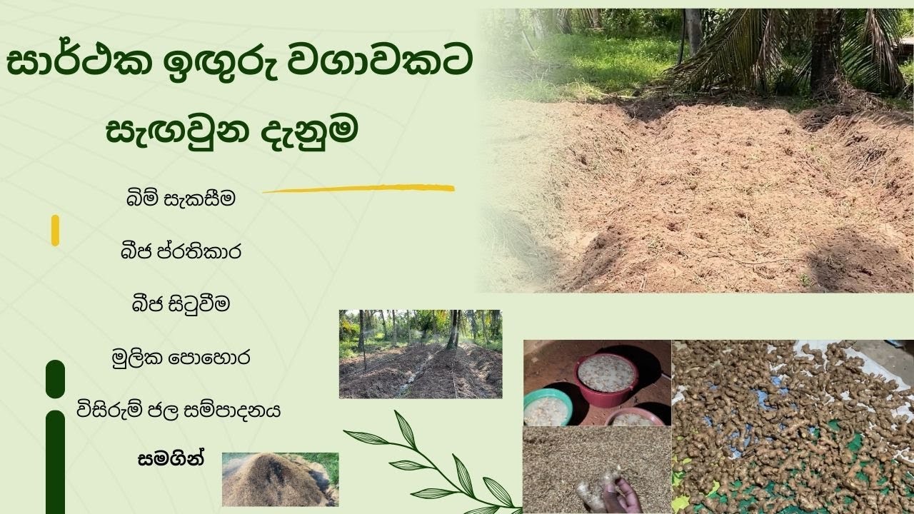 නිවැරදිව ඉඟුරු වගාවක සැඟවුන ක්‍රම  | Ginger Cultivation in Sinhala | NMLIN