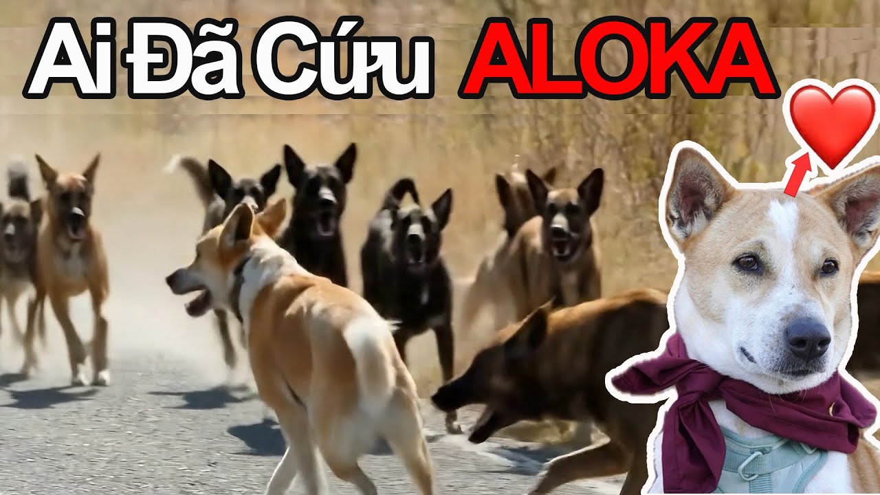 ALOKA 1 - Từ Hoang Dại Đến Với Phật Pháp - Walk For Peace