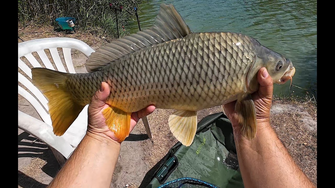 Családi peca az izsáki horgászparkban.I. rész. Benzar Mix Method Lake 390H nagy halas próbája.