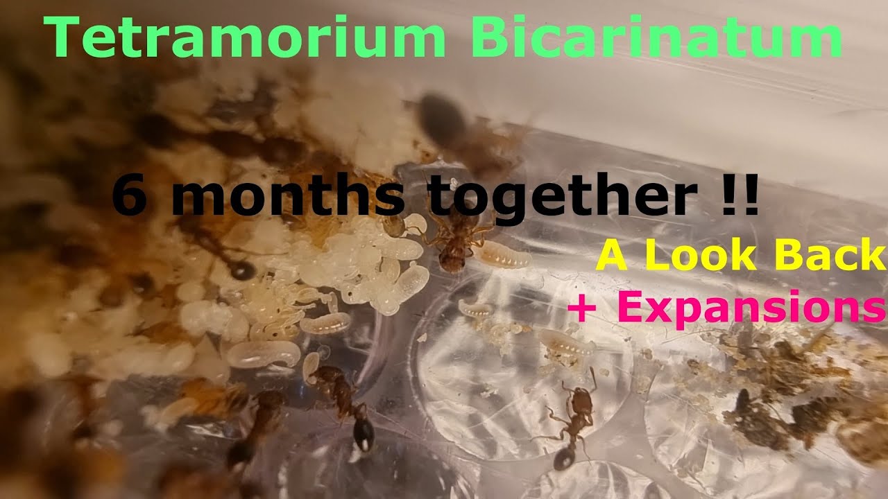 Tetramorium Bicarinatum - 30-1000's In 6 Months.