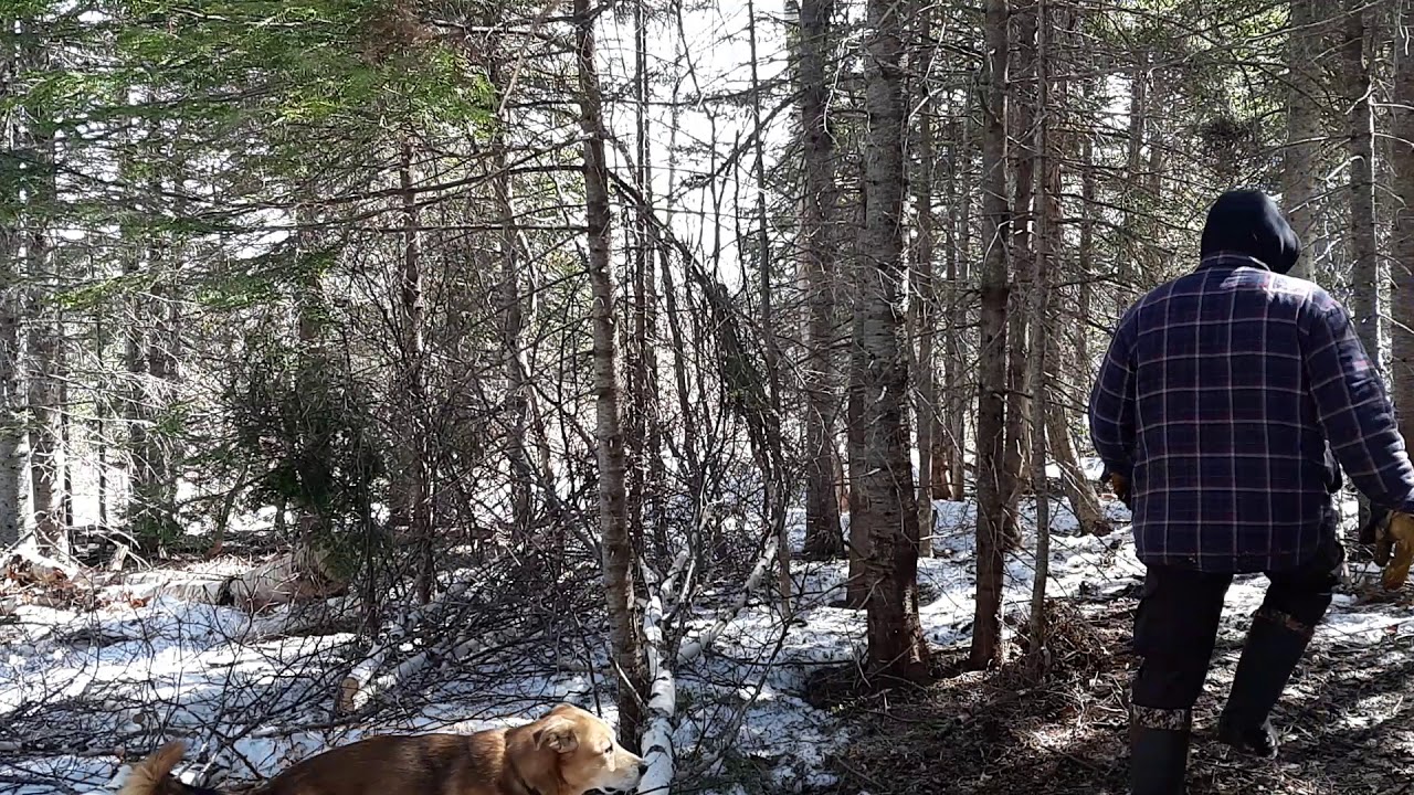 Sortir son bois de chauffage avec un treuil électrique