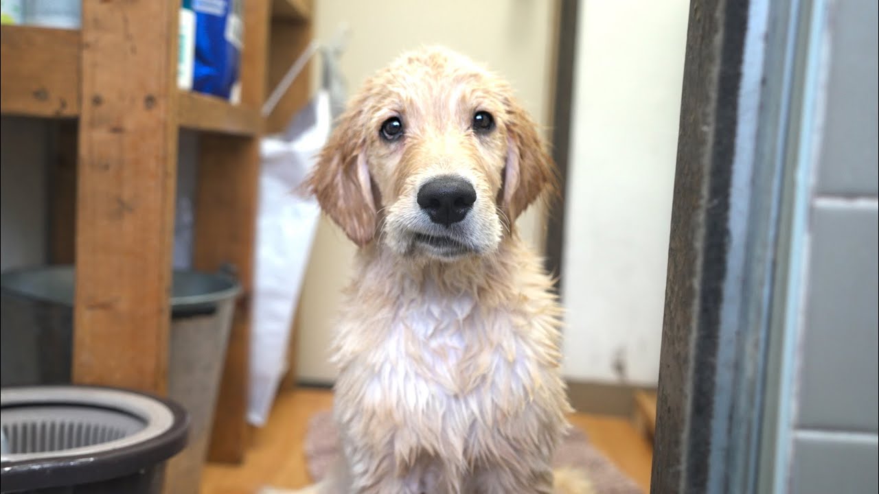 初お風呂で「思ってたのと違う」感を出す子犬が可愛い過ぎるww