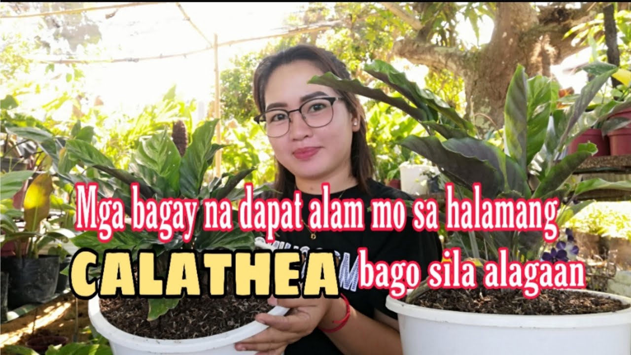 CALATHEA ALBERTII|PAG-AALAGA NG CALATHEA/PRAYER PLANT NA DAPAT ALAM MO|CALATHEA REPOTTING