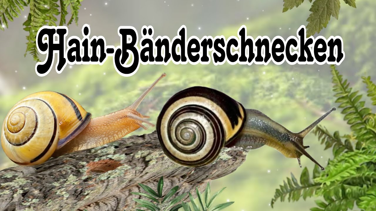 Hain-Bänderschnecken 🐌🐌 #schnecken #snails
