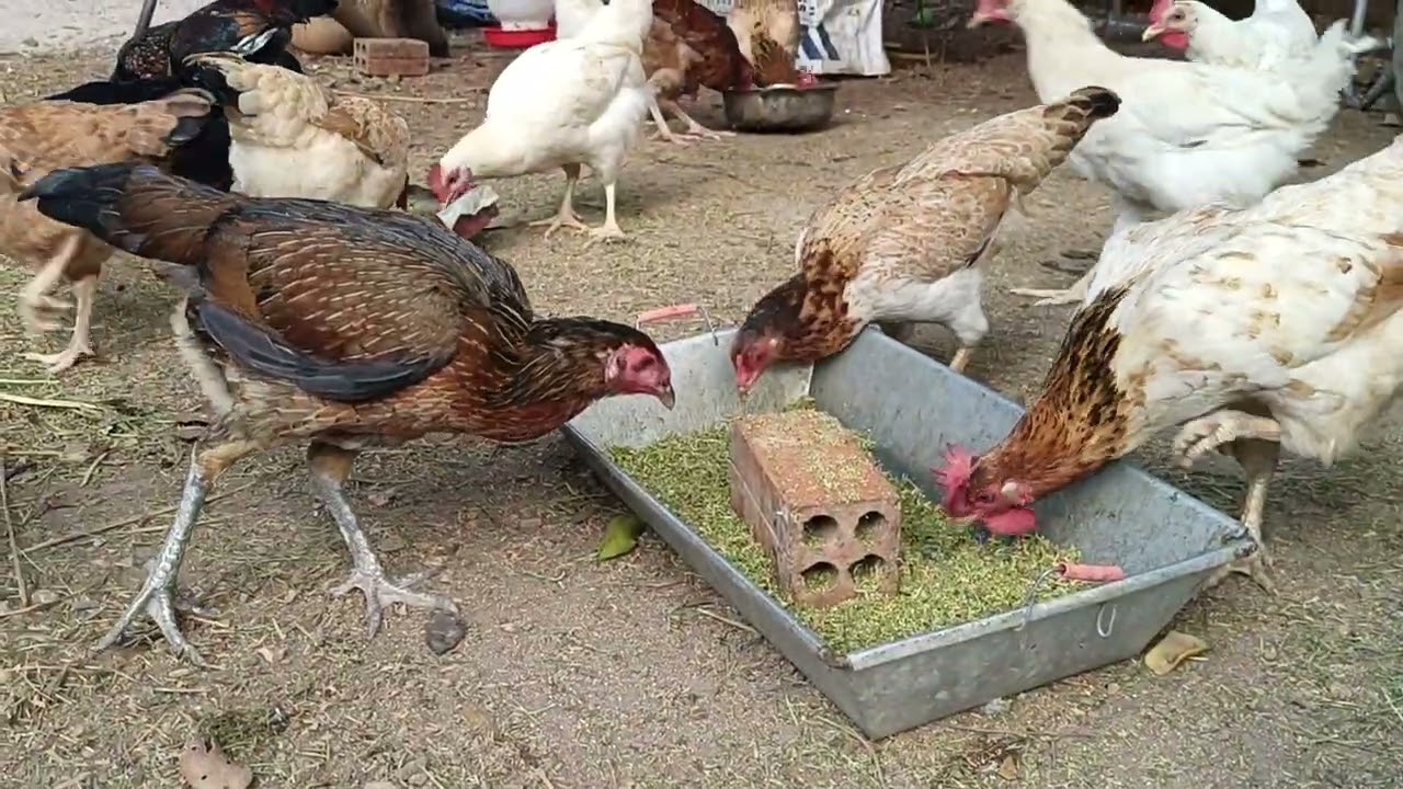 “Backyard Chickens Go Crazy for Snacks! 🐓🥕”