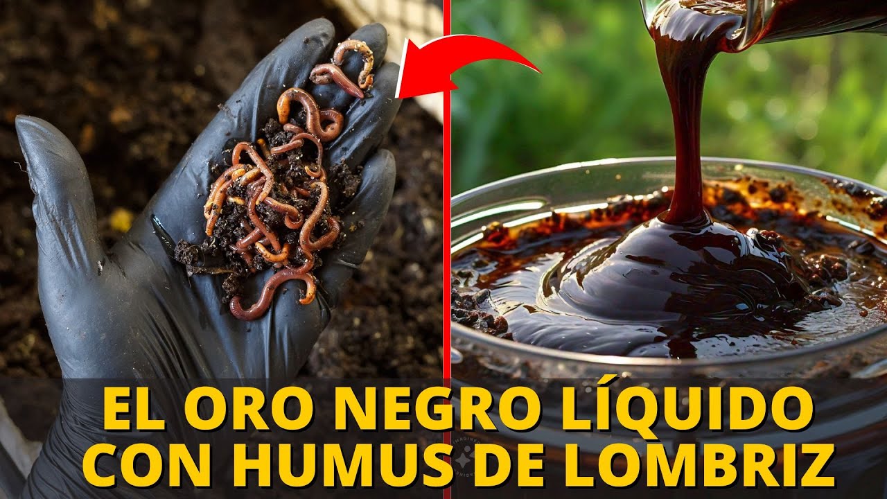 Cómo Hacer ABONO LÍQUIDO Con Humus De Lombriz | Lombricompost