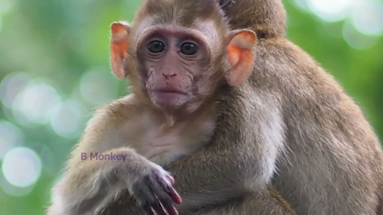 The Real Life Story Video Compilation Of Baby Monkey Candy (Weekly Video Collection)