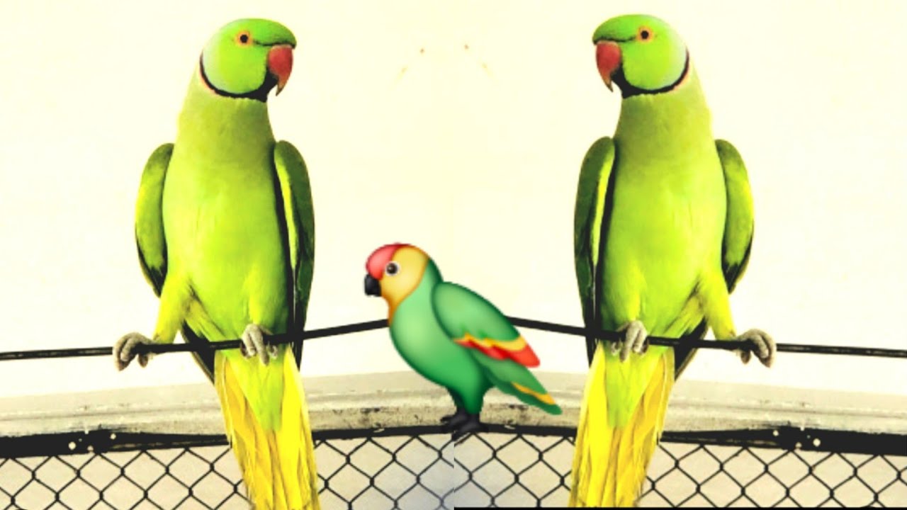 Parrot Sound 🦜 | Parrot Singing | parrot talking | wonderful birds on earth 