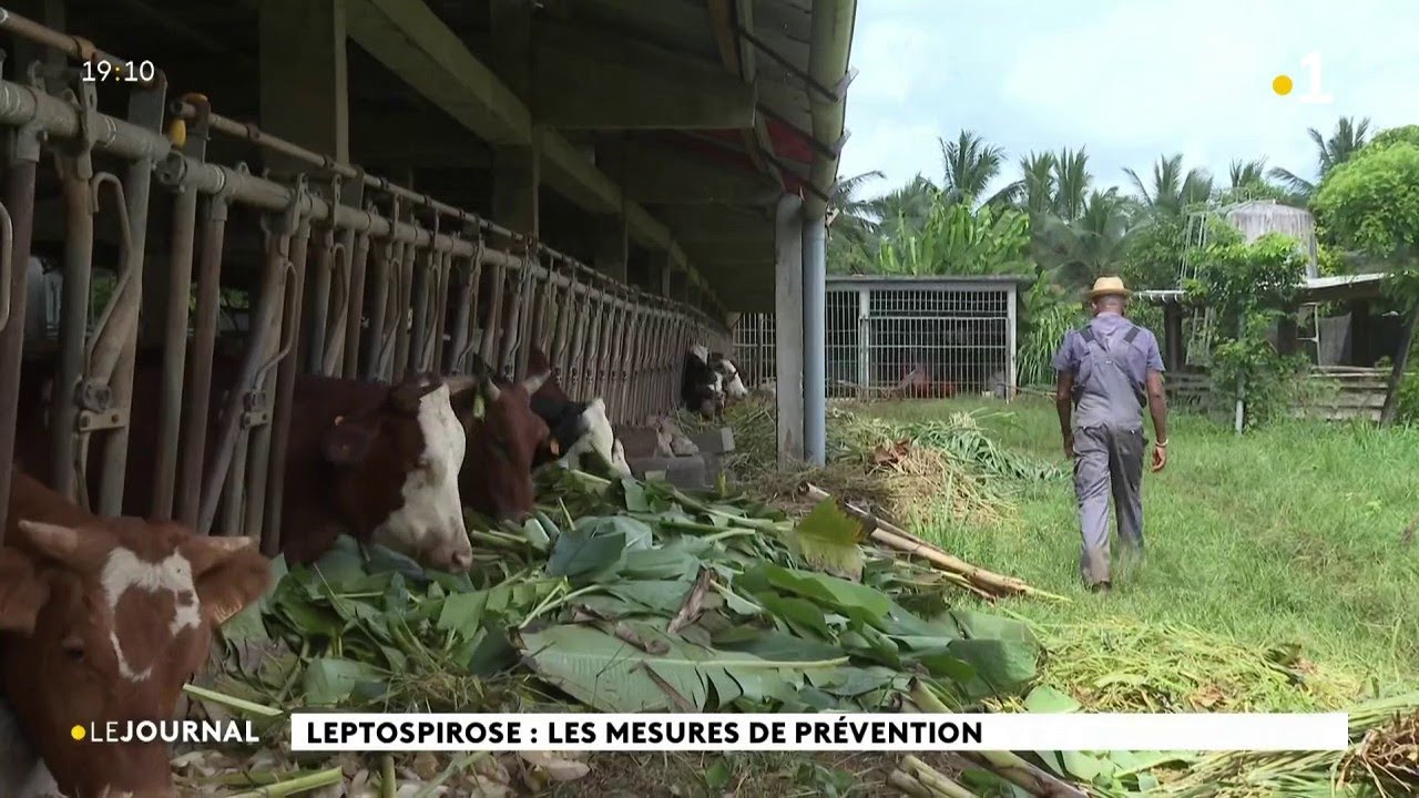 Leptospirose : les mesures de prévention