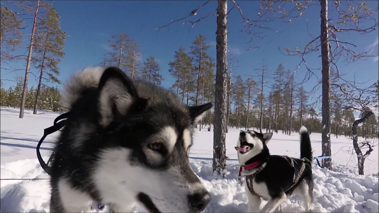 Venjan Mushing