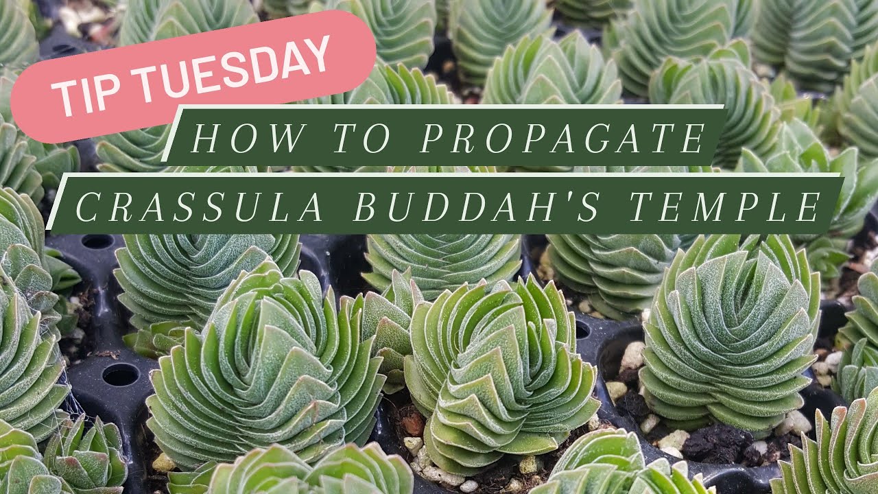 Tip Tuesday: How to Propagate Crassula Buddah's Temple