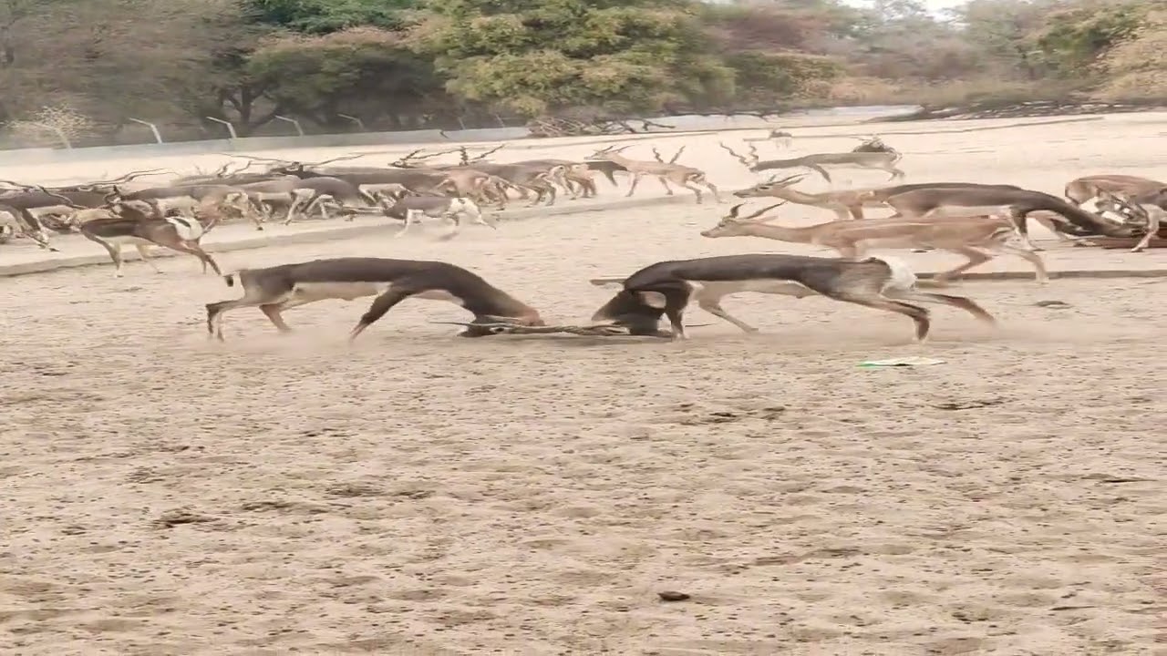 Black Bucks #blackbucks #shearbeauty #bwp #bahawalpur #kalahiran #kala #hiran