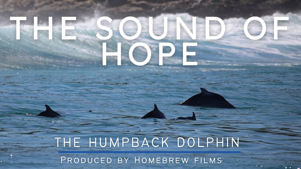 The Sound of Hope - The Story of the Humpback Dolphin