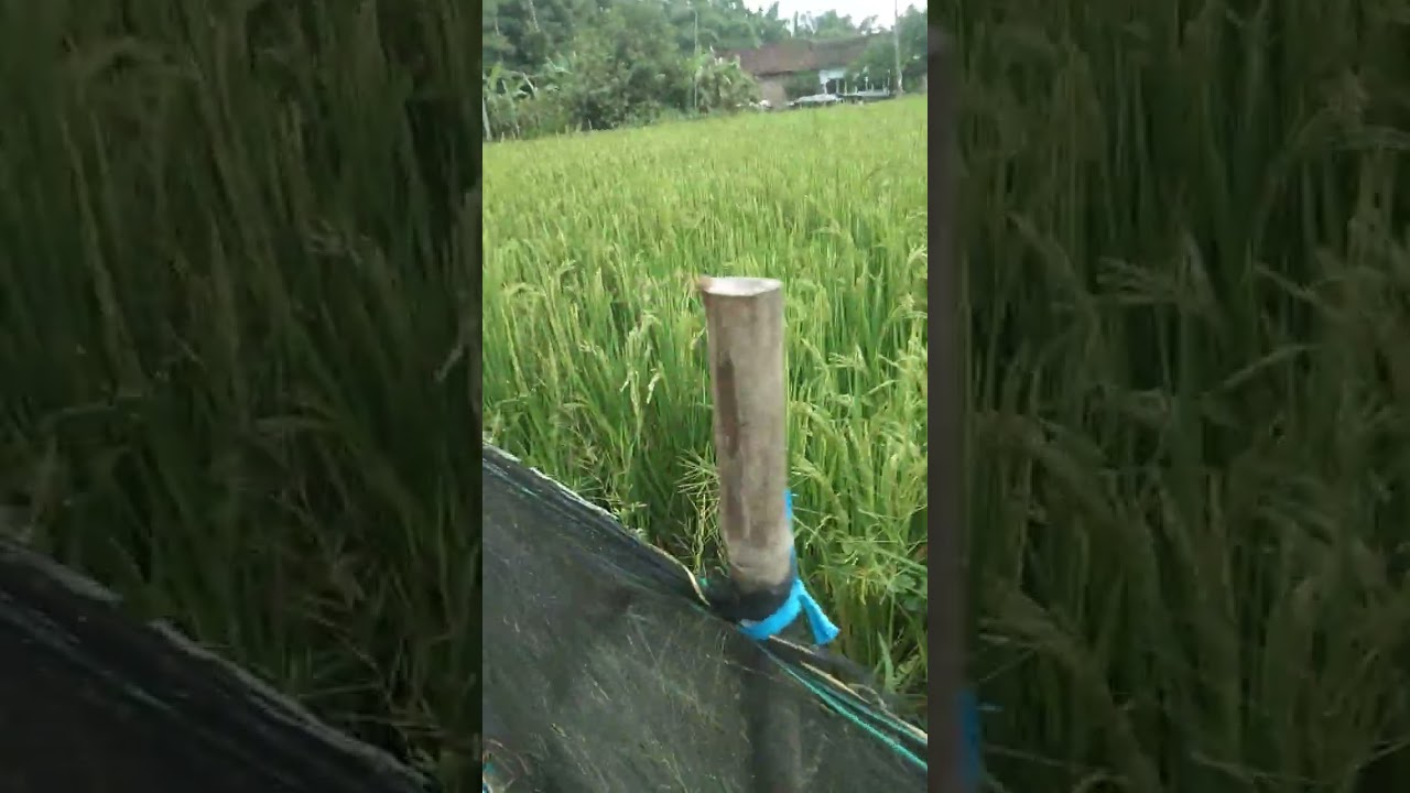 Aktivitas lanjutan tanaman padi