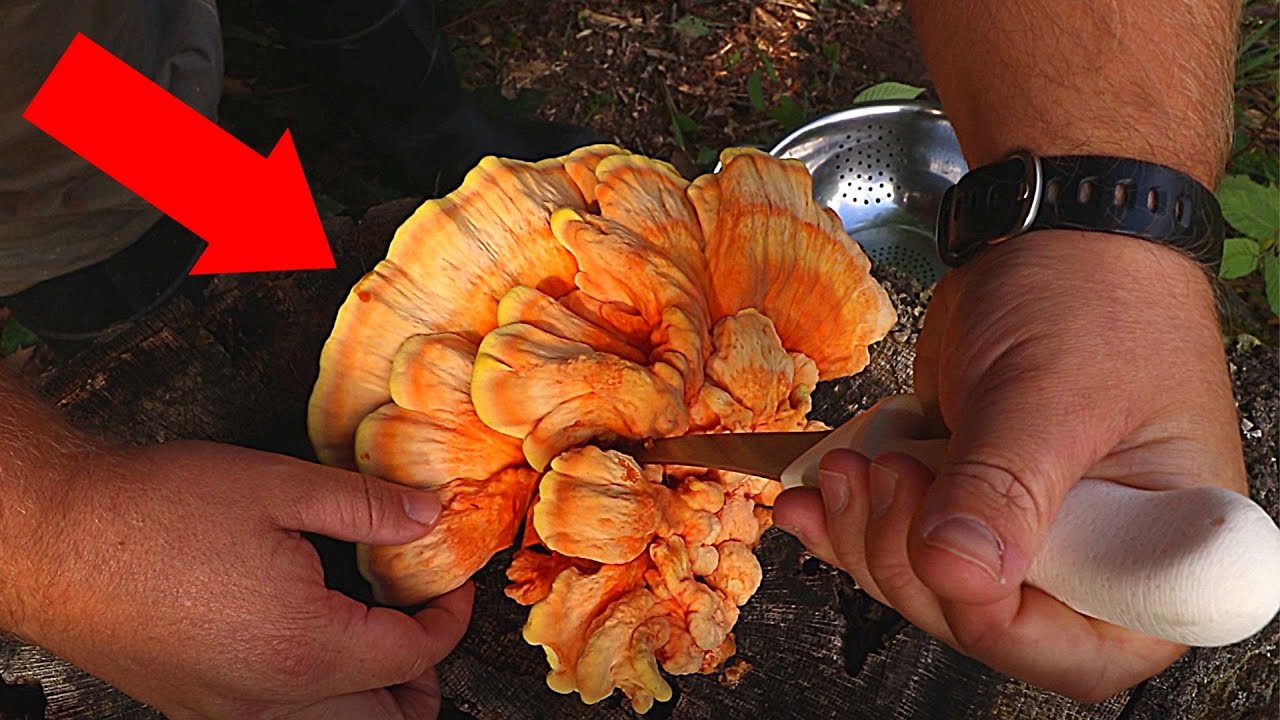 Chicken of The Woods! (Wild Mushroom Catch and Cook!)