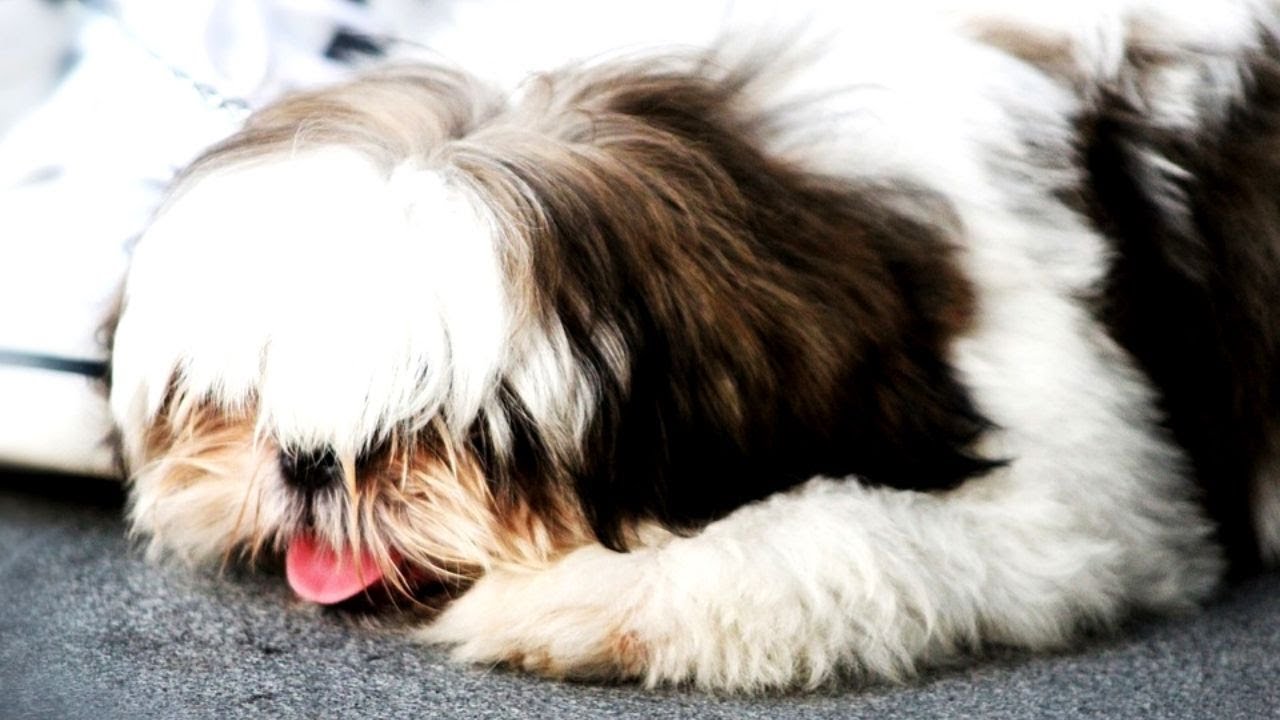 M&uacute;sica Para Acalmar Cachorro Shih Tzu