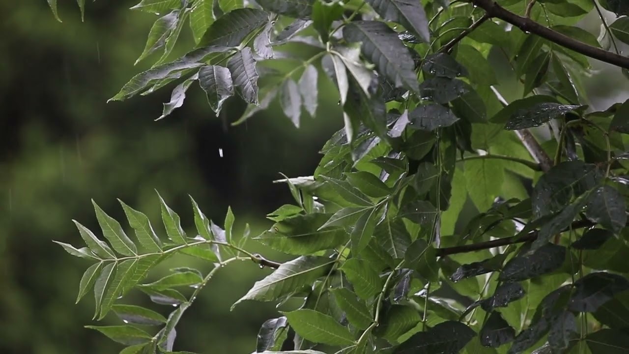 Immersive, relaxing Soft Rain ASMR With 3 Dimensional Stereo Widening for deep relaxation. Headphone